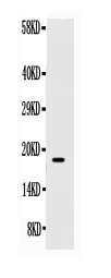 KITLG / SCF Antibody - Western blot - Anti-SCF Antibody