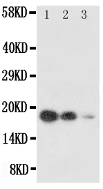 KITLG / SCF Antibody - Anti-SCF antibody, Western blotting All lanes: Anti SCF at 0.5ug/ml Lane 1: Recombinant Human SCF Protein 10ng Lane 2: Recombinant Human SCF Protein 5ng Lane 3: Recombinant Human SCF Protein 2. 5ng Predicted bind size: 18. 4KD Observed bind size: 18. 4KD