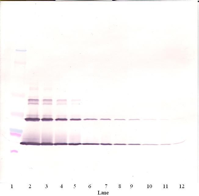 KITLG / SCF Antibody - Western Blot (non-reducing) of SCF antibody. This image was taken for the unconjugated form of this product. Other forms have not been tested.