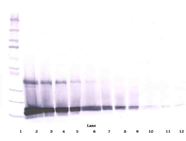 KITLG / SCF Antibody - Western Blot (reducing) of SCF antibody. This image was taken for the unconjugated form of this product. Other forms have not been tested.