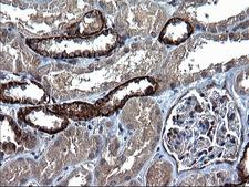 KITLG / SCF Antibody - IHC of paraffin-embedded Human Kidney tissue using anti-KITLG mouse monoclonal antibody. (Heat-induced epitope retrieval by 1 mM EDTA in 10mM Tris, pH8.5, 120°C for 3min).