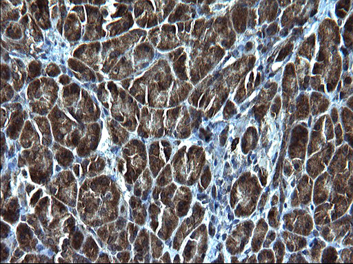 KITLG / SCF Antibody - IHC of paraffin-embedded Human pancreas tissue using anti-KITLG mouse monoclonal antibody. (Heat-induced epitope retrieval by 1 mM EDTA in 10mM Tris, pH8.5, 120°C for 3min).