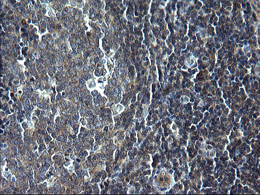 KITLG / SCF Antibody - IHC of paraffin-embedded Human lymph node tissue using anti-KITLG mouse monoclonal antibody. (Heat-induced epitope retrieval by 1 mM EDTA in 10mM Tris, pH8.5, 120°C for 3min).