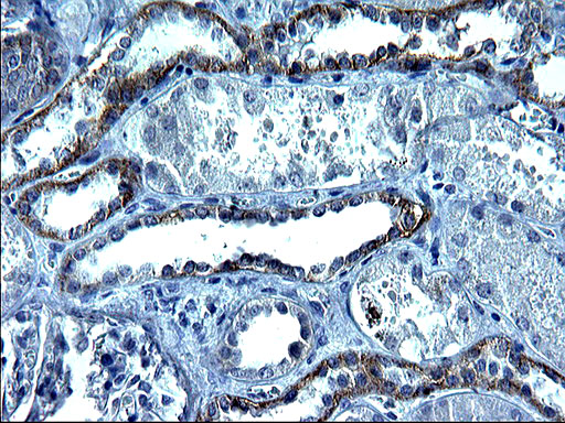 KITLG / SCF Antibody - IHC of paraffin-embedded Human Kidney tissue using anti-KITLG mouse monoclonal antibody. (Heat-induced epitope retrieval by 1 mM EDTA in 10mM Tris, pH8.5, 120°C for 3min).