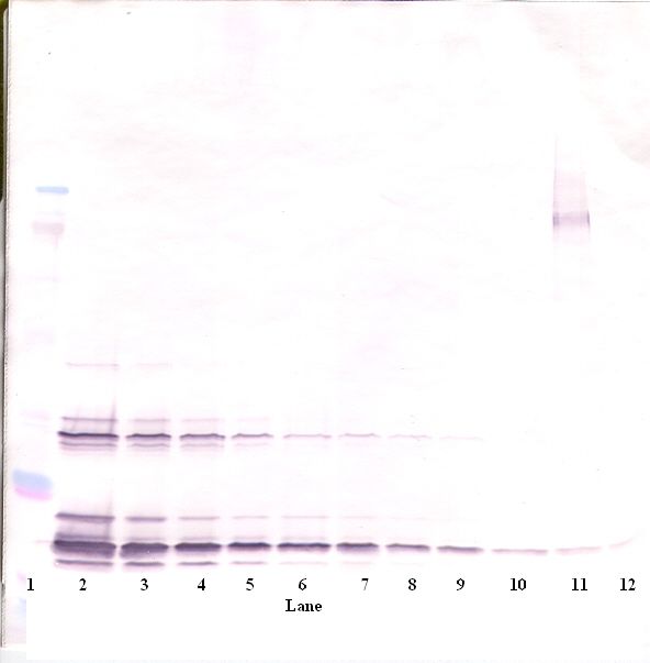KITLG / SCF Antibody - Western Blot (non-reducing) of SCF antibody. This image was taken for the unconjugated form of this product. Other forms have not been tested.