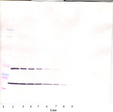 KITLG / SCF Antibody - Anti-Human SCF Western Blot Unreduced