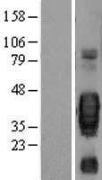 KITLG / SCF Protein - Western validation with an anti-DDK antibody * L: Control HEK293 lysate R: Over-expression lysate