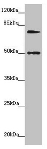 KIZ / PLK1S1 Antibody - Western blot All Lanes: KIZ antibody at 2.41 ug/ml+ Hela whole cell lysate Secondary Goat polyclonal to rabbit IgG at 1/10000 dilution Predicted band size: 76,63,70,74,60 kDa Observed band size: 75,50 kDa