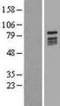 KIZ / PLK1S1 Protein - Western validation with an anti-DDK antibody * L: Control HEK293 lysate R: Over-expression lysate