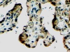 KL / Klotho Antibody - Goat Anti-Klotho Antibody (4µg/ml) staining of paraffin embedded Human Placenta. Steamed antigen retrieval with citrate buffer pH 6, HRP-staining.