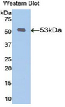 KL / Klotho Antibody - Western blot of recombinant KL / Klotho.  This image was taken for the unconjugated form of this product. Other forms have not been tested.