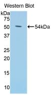 KL / Klotho Antibody - Western Blot; Sample: Recombinant protein.