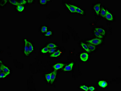 KL / Klotho Antibody - Immunofluorescent analysis of HepG2 cells using KL Antibody at dilution of 1:100 and Alexa Fluor 488-congugated AffiniPure Goat Anti-Rabbit IgG(H+L)