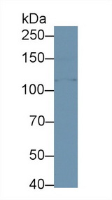 KLB / Beta Klotho Antibody - Western Blot; Sample: Mouse Pancreas lysate; Primary Ab: 1µg/ml Rabbit Anti-Human KLb Antibody Second Ab: 0.2µg/mL HRP-Linked Caprine Anti-Rabbit IgG Polyclonal Antibody