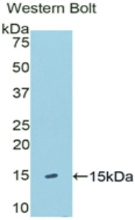 KLB / Beta Klotho Antibody - Western blot of recombinant KLB / Beta Klotho.  This image was taken for the unconjugated form of this product. Other forms have not been tested.