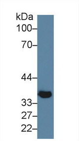 KLB / Beta Klotho Antibody - Western Blot; Sample: Mouse Skeletal muscle lysate; Primary Ab: 5µg/ml Rabbit Anti-Mouse KLb Antibody Second Ab: 0.2µg/mL HRP-Linked Caprine Anti-Rabbit IgG Polyclonal Antibody