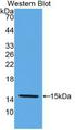 KLB / Beta Klotho Antibody - Western Blot;Sample: Recombinant KLb, Human.