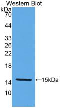 KLB / Beta Klotho Antibody - Western Blot;Sample: Recombinant KLb, Human.