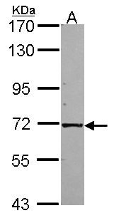 KLC1 / Kinesin Light Chain 1 Antibody - Sample (30 ug of whole cell lysate). A: A549. 7.5% SDS PAGE. KLC1 / Kinesin 2 antibody diluted at 1:1000.