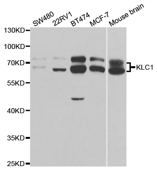 KLC1 / Kinesin Light Chain 1 Antibody - Western blot analysis of extracts of various cell lines, using KLC1 antibody.