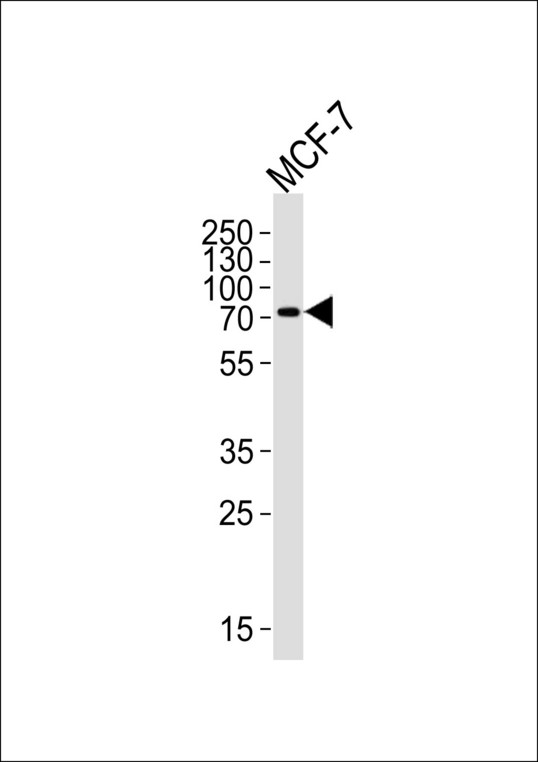 KLC2 Antibody - Western blot of lysate from MCF-7 cell line, using KLC2 Antibody. Antibody was diluted at 1:1000 at each lane. A goat anti-rabbit IgG H&L (HRP) at 1:5000 dilution was used as the secondary antibody. Lysate at 35ug per lane.
