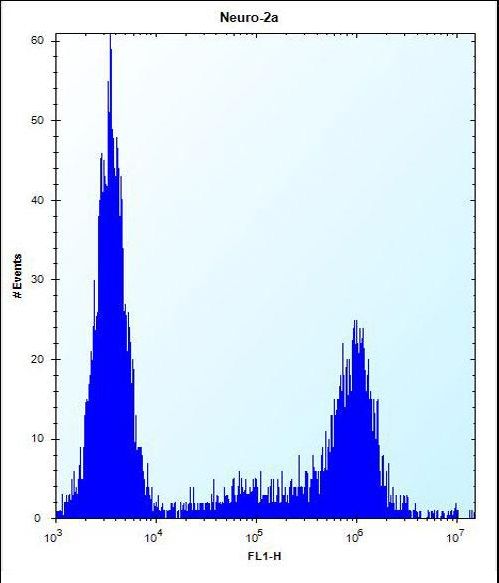 KLC2 Antibody - KLC2 Antibody flow cytometry of Neuro-2a cells (right histogram) compared to a negative control cell (left histogram). FITC-conjugated donkey-anti-rabbit secondary antibodies were used for the analysis.