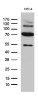 KLC2 Antibody - Western blot analysis of extracts. (35ug) from HELA cell line by using anti-KLC2 monoclonal antibody. (1:500)