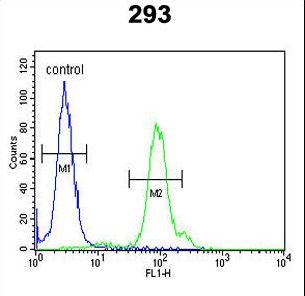 KLC2 Antibody - KLC2 Antibody flow cytometry of 293 cells (right histogram) compared to a negative control cell (left histogram). FITC-conjugated goat-anti-rabbit secondary antibodies were used for the analysis.