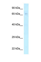 KLC2 Antibody - KLC2 antibody Western blot of MCF7 Cell lysate. Antibody concentration 1 ug/ml.  This image was taken for the unconjugated form of this product. Other forms have not been tested.