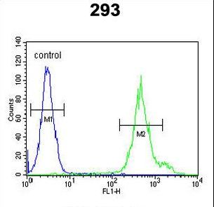 KLC3 Antibody - KLC3 Antibody flow cytometry of 293 cells (right histogram) compared to a negative control cell (left histogram). FITC-conjugated goat-anti-rabbit secondary antibodies were used for the analysis.