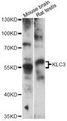 KLC3 Antibody - Western blot analysis of extracts of various cell lines, using KLC3 antibody at 1:3000 dilution. The secondary antibody used was an HRP Goat Anti-Rabbit IgG (H+L) at 1:10000 dilution. Lysates were loaded 25ug per lane and 3% nonfat dry milk in TBST was used for blocking. An ECL Kit was used for detection and the exposure time was 90s.