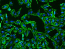 KLC3 Antibody - Immunofluorescence staining of KLC3 in U2OS cells. Cells were fixed with 4% PFA, permeabilzed with 0.1% Triton X-100 in PBS, blocked with 10% serum, and incubated with rabbit anti-Human KLC3 polyclonal antibody (dilution ratio 1:200) at 4°C overnight. Then cells were stained with the Alexa Fluor 488-conjugated Goat Anti-rabbit IgG secondary antibody (green) and counterstained with DAPI (blue). Positive staining was localized to Cytoplasm.