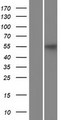 KLC3 Protein - Western validation with an anti-DDK antibody * L: Control HEK293 lysate R: Over-expression lysate