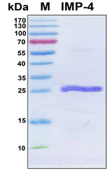 Beta-lactamase IMP-4 Protein - SDS-PAGE under reducing conditions and visualized by Coomassie blue staining