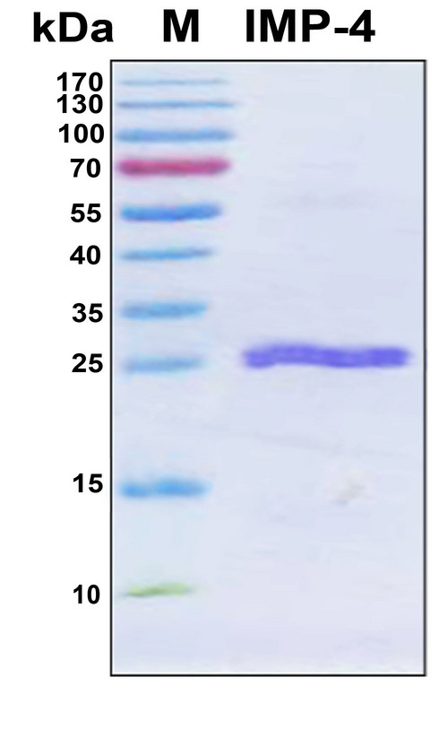 Beta-lactamase IMP-4 Protein - SDS-PAGE under reducing conditions and visualized by Coomassie blue staining