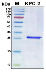Beta-lactamase KPC-2 Protein - SDS-PAGE under reducing conditions and visualized by Coomassie blue staining