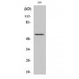 KLF11 Antibody - Western blot of TIEG2 antibody
