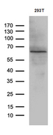 KLF11 Antibody - Western blot analysis of extracts. (35ug) from 293T cell line by using anti-KLF11 monoclonal antibody. (1:500)