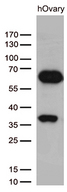 KLF11 Antibody - Western blot analysis of extracts(35ug) from hOvary tissue by using anti-KLF11 monoclonal antibody. (1:500)