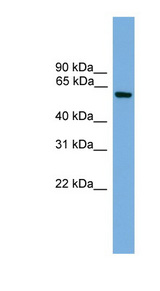 KLF11 Antibody - KLF11 antibody Western blot of Mouse Brain lysate. This image was taken for the unconjugated form of this product. Other forms have not been tested.