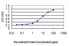 KLF11 Antibody - Detection limit for recombinant GST tagged KLF11 is approximately 0.1 ng/ml as a capture antibody.
