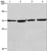 KLF11 Antibody - Western blot analysis of HUVEC, NIH/3T3, HeLa and 293T cell, using KLF11 Polyclonal Antibody at dilution of 1:475.