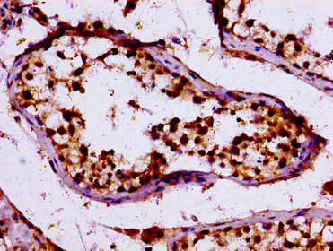 KLF11 Antibody - Immunohistochemistry image at a dilution of 1:100 and staining in paraffin-embedded human testis tissue performed on a Leica BondTM system. After dewaxing and hydration, antigen retrieval was mediated by high pressure in a citrate buffer (pH 6.0) . Section was blocked with 10% normal goat serum 30min at RT. Then primary antibody (1% BSA) was incubated at 4 °C overnight. The primary is detected by a biotinylated secondary antibody and visualized using an HRP conjugated SP system.