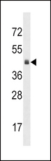 KLF12 Antibody - KLF12 Antibody western blot of mouse heart tissue lysates (35 ug/lane). The KLF12 antibody detected the KLF12 protein (arrow).