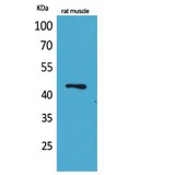 KLF12 Antibody - Western blot of KLF12 antibody