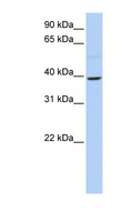 KLF12 Antibody - KLF12 antibody Western blot of 721_B cell lysate. This image was taken for the unconjugated form of this product. Other forms have not been tested.