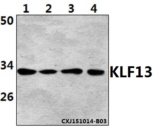 KLF13 Antibody - Western blot of KLF13 (Acetyl-K166) polyclonal antibody at 1:500 dilution. Lane 1: HeLa whole cell lysate (40 ug). Lane 2: Jurkat whole cell lysate (40 ug). Lane 3: NIH-3T3 whole cell lysate (40 ug). Lane 4: PC12 whole cell lysate (40 ug).