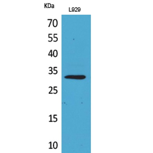 KLF13 Antibody - Western blot of KLF13 antibody