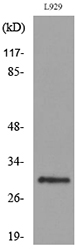 KLF13 Antibody - Western blot analysis of lysate from L929 cells, using KLF13 Antibody.