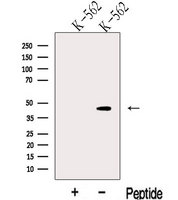 KLF13 Antibody - Western blot analysis of extracts of K562 cells using KLF13 antibody. The lane on the left was treated with blocking peptide.